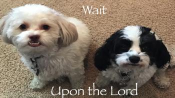 Wait upon the Lord 