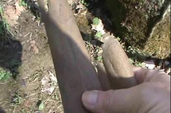 Out enjoying the first warm day in a long time Walking the woods & searching the forest floor for Morel Mushrooms.