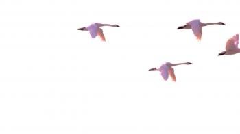 In our most difficult seasons in life, we can count on Our Lord to supply what is most necessary in our lives.  This is a tender song by Ezekiel that reminds us that He provides even for the creatures.  It also reminds me of what I saw at a Wendy's one day.  I was sitting in the parking lot, waiting for my husband and I noticed a car parked nearby, from Texas.  A little bird was looking for food on the ground and no one had thoughtfully left him a morsel.  I felt so badly for him, but in that instant, he found a feast on the grille of the long distance traveler from Texas, packed with tasty, high protein...non GMO goodies.  What a lesson!  God brought that car to Taos, New Mexico from Texas just to feed that little bird the very best food.  And so, we never stop marveling when the Lord brings us gourmet mushrooms, or my husband's favorite, crab legs, out of the clear blue without us ever having to leave the house.  In just this way He will provide for us, if only we will Trust Him.<br />