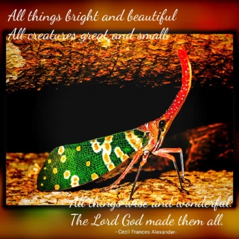 God's Creation:Insects 