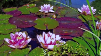 Caridad, music by Ezekiel du Bois<br /><br />Caridad is from a collection of four pieces I was inspired to write very reminiscent of our ministry to the frontier farmers and villagers in Columbia, South America where we lived for six months.<br /><br />Each evening after the days work the people would bring out their native instruments relax by playing a local game of sorts consisting of a clay mound, pitching pebbles at pieces of paper to knock them off.  There would always be a little three piece harpa group with a small handmade harp, an old guitar and a primitive fiddle like instrument.<br /><br />The songs were so happy and filled the air with mirth mingled in the air with the sweet fragrance of papayas and mangoes as the  crimson sun was setting.<br /><br />Thank you for sharing in our joy and listening to our channel.<br /><br />Ezekiel<br /><br /><br />We are a full time ministry and appreciate the kind and generous hearts that are able to contribute to our ministry.  May the Lord bless you thirty fold, both now and in the age to come.<br /><br />https://www.heartdwellers.org/donate-1...