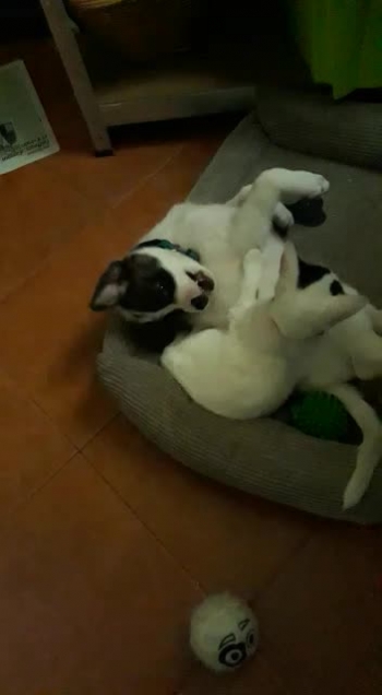 On 11th of May this year, after 10 at night, I left the auditorium where we were holding CTMI’s yearly conference. As I got near a round about, I saw in the corner of my eye, a white fluffy ball and to my amazement it was a little puppy who was lost and dangerously close to the road.  I immediately picked him up and brought him inside the car.  Since at home we have many dogs, I organized for a couple to keep the puppy for the night.  The next morning at the end the church meeting, I made a call asking for a family to volunteer to take him. A family came forward and offered to take the puppy.  A few days later the housewife sent me that video to show me how Toby, had found a new friend, Penelope the cat!  When a few days later Toby got his jabs for vaccination and was a bit down, Penelope did not stop comforting him!!! Enjoy