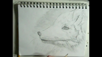 Artic Fox Drawing 