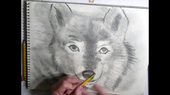 A wolf Drawing 