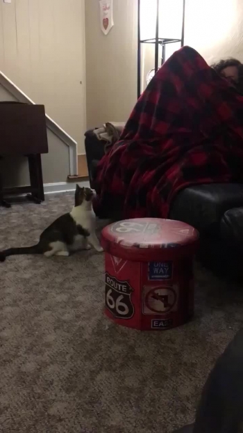 Cat sneak attack 