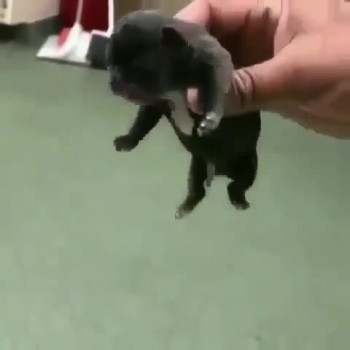 Cute pet