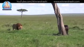 He knows who he is and what he can do. When he is hungry. He looks at every small animal from the food point of view. - Lion Attitude<br />It is well known that the lion is the king of the jungle. But have you ever wondered why a lion is called a king?