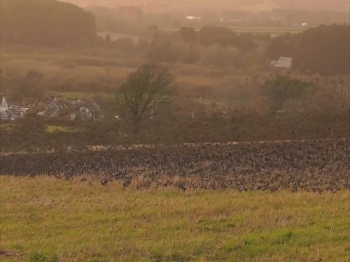 The number of birds in the United States and Canada has fallen by 29 percent since 1970, scientists have reported. There are 2.9 billion fewer birds taking wing now than there were just 50 years ago. Again, what kind of world are we leaving to the future generations? That should be a very important question to ask.