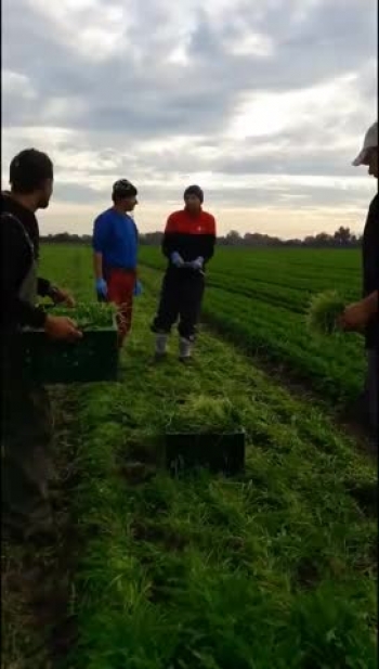 la taiat de rucola la renner 