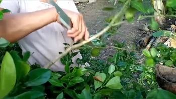 How To Marcot Calamansi Tree For Propagation 