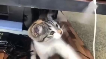CUTE CAT TRYING TO PLAY 