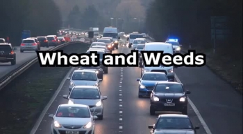 Wheat and Weeds