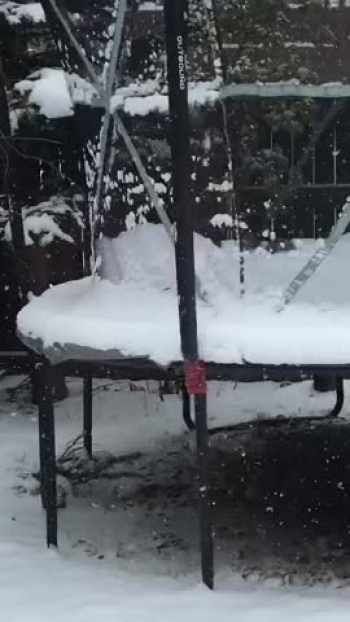 How do I spell squriel