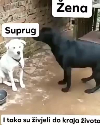 Odnos medu spolovima 😆😆