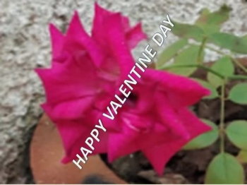 Happy Valentines Day Images HD Download 