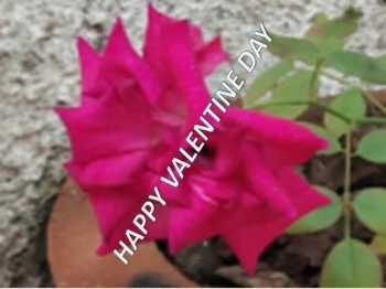 find amazing valentines day images and lovers day images. Get free valentine pictures and images of love for boyfriend or husband and friends on http://thevalentineweeklist.com/valentines-day-images/<br />
