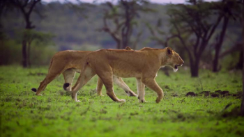 Pair of Lionesses Walking Together 