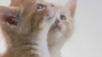 Beautiful different cat & babycats video 