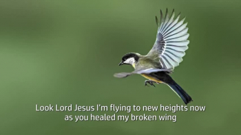 Great New Video with Amazing Lyrics written by your truly Rick Gunn, Songwriter, Author . Its an amazing story lyrics how God heals a LITTLE SPARROW that Broke HIS Wing . Later God would help him fly to NEW Heights and Sing . God Bless hope you like my song Broken Wings Fly Agian By RICK Gunn, Songwriter, Soldier < Missionary 