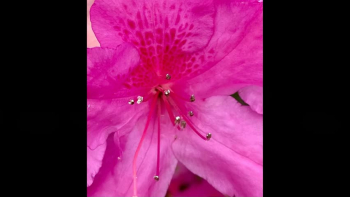 Run to the Father by Cody Carnes