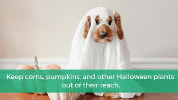 Halloween pet safety tips 