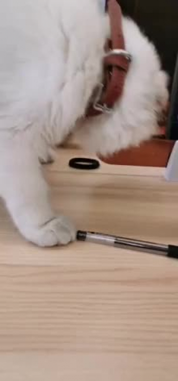 This furry boy likes to play with my hair collar