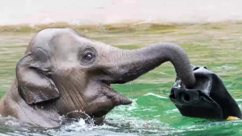 Testimony: What I learned at the zoo elephant enclosure.<br /><br />You might not want to watch this, and I might get some friction for saying it.<br /><br />Sometimes the truth hurts.<br /><br />Please, keep this in perspective. Thank you! <br /><br />The audio clip and video came from the series, 4 Children 8 Objects Part 2 Character Development Segment<br />https://www.surefootedmin.org/ThePattern/4Children8ObjectsPart2CharacterDevelopmentSegment<br /><br />Thank you for watching this video and wanting to learn!<br />