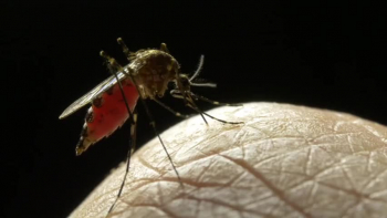 This video was from the audio teaching, Protect the Mind Part 3. (See link below)<br /><br />Within this teaching notice the mosquito that was destroyed and demolished and how it what used as an example related to destroying and demolishing wrong thoughts.<br /><br />Furthermore, those in Christ cannot allow wrong thoughts to drift, float, hang around in their mind. We are instructed in God’s word to take every thought captive. <br /><br />I believe, wrong thoughts have an agenda and somehow gather with other thoughts to form or influence our life in the wrong way. We are responsible to control our thought life.<br /><br />2 Corinthians 10:5-6 (Notice, this is personal)<br />We destroy arguments and every proud obstacle to the knowledge of God, and take every thought captive to obey Christ, 6 being ready to punish every disobedience, when your obedience is complete.<br /><br />Thank you for watching and interest in God’s word.<br /><br />https://www.surefootedmin.org/More/StartFromScratch/Whatthoughtsarebotheringyou<br /><br />Protect the Mind Part 3<br />https://www.surefootedmin.org/More/RR/ProtecttheMindPart3<br /><br />