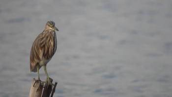 Nature And Wildlife Video - Bird and creature is delightful animal on our planet<br />This marvelous untamed life video is the aggregation of wonderful creatures and birds, generally they are Australian and Slovakia creatures. They are excellent animal on our earth.https://youtu.be/tY0R-zfayQM