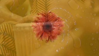 Every tribe and tongue should have the Bible in their mother tongue.  You can help them translate the Bible for their own people.<br />Visit our website www.twftw.org for more information