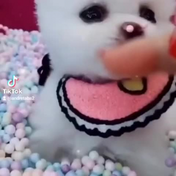 Amazing dogs