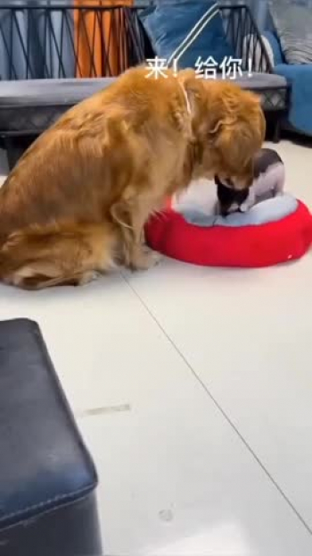 Click here for more https://youtube.com/channel/UCQuh2ou3vPK4ZLFqEqLcWEg