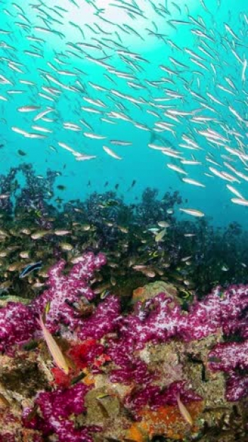 7 Of The World's Most Unbelievable Scuba Diving Destination