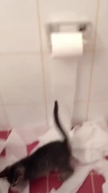 Enlaces interesantes: https://linktr.ee/bestshorts<br /><br />Funny moments of animals and pets, compilation of viral videos of dogs, cats and other animals.<br /><br />Momentos divertidos de animales y mascotas, recopilación de videos virales de perros, gatos y otros animales.<br /><br />Moments drôles d'animaux et d'animaux de compagnie, compilation de vidéos virales de chiens, chats et autres animaux.<br /><br />Momenti divertenti di animali e animali domestici, compilation di video virali di cani, gatti e altri animali.<br /><br />Momentos engraçados de animais e bichos de estimação, compilação de videos virais de cães, gatos e outros animais.<br /><br />#animal #animals #animais #animales #animaux #animali #cat #cats #gato #gatos #neko #nekos #dog #dogs #perro #perros #perrito #perritos #cachorro #cachorros #pet #pets #mascota #mascotas #mascote #mascotes #cute #funny #fyp #foryou