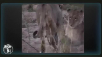 Fearless Honey Badger takes on 6 Lions. | Caught in the Act 