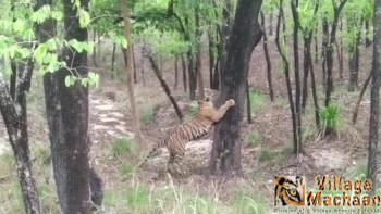 Pench is one of the most popular National park in India. The jungle safari in Pench will give you the experience of animals chasing each other for food, or reaching to the waterhole to get some water. This is more popular place to spot tigers. Here you can see sightings of two tigers during Pench Jungle Safari. Experience the wilderness in Pench national park, Tiger Sighting in Pench with Village Machaan Resort at an affordable stay in Pench resorts.<br />
