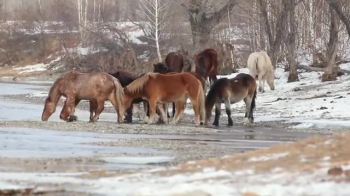 Horses in the wild 