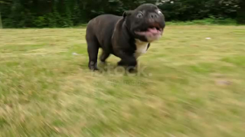 Black French Bulldog puppy running 