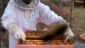 Introduction To Beekeeping Hives A Guide For Beginner