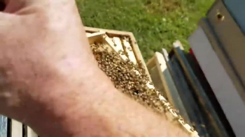 How the bees act when they reject the queen new beekeepers? 
