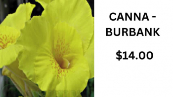 https://www.decadentdaylilies.com/