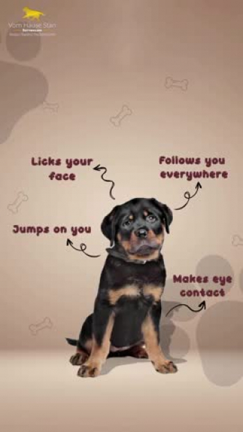 Signs that your rottweiler loves you 