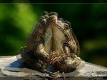 Frogs & Tadpoles - Slideshow - Dan Adler