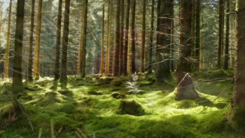 'I grew up on 320 acres of woods, ponds and Tamarack Swamps in northern Wisconsin. To me, Tamarack swamps were totally magical with their thick moss flooring, the silence except for occasional Chickadees, the unique spicy scent emanating from the furry, small leafed plants growing out of the moss and the unique Tamarack trees that turned yellow and shed their needles in the fall.  This song is an attempt to capture that magic.'  - Dan Adler

From the CD 'Wind of the Spirit' by Dan and Sandy Adler. Written by Dan Adler. Guitar performed by Dan Adler and flutes performed by Sandy Adler. Available for purchase or download at www.danandsandyadler.com