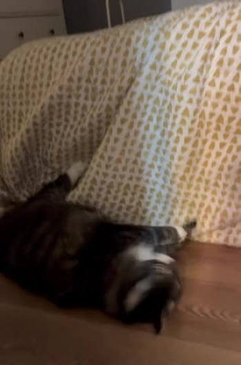 Crazy cat clawing the bedspread 