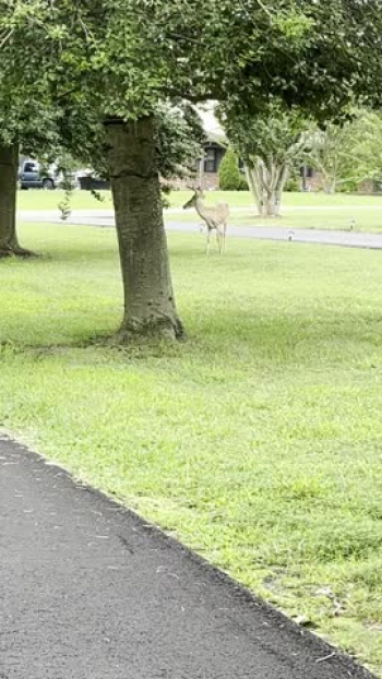 This sweet deer just came strolling up to me