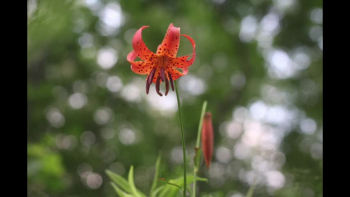 Recording of All Night, All Day - A Christian Lullaby. The original version of this song was written by Otis L. McCoy in the 19th century.