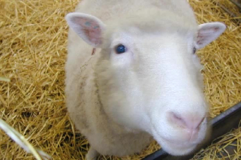 This video discusses the ethical, moral, scriptural aspects of cloning. 