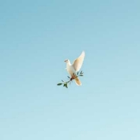 "Let The Peace Of God Rule Your Heart" shares how we should turn away from our sinful lives and embrace God so we can have peace in our minds and heart. How through true dedication we can show the love and kindness we should have for others. 