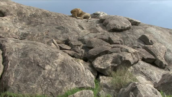 The Lion Who Is the Lamb - Devotional based on Revelation 5-8.